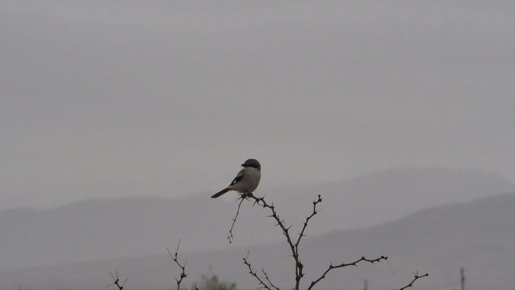 until each ungovernable heart admits: “I confused myself