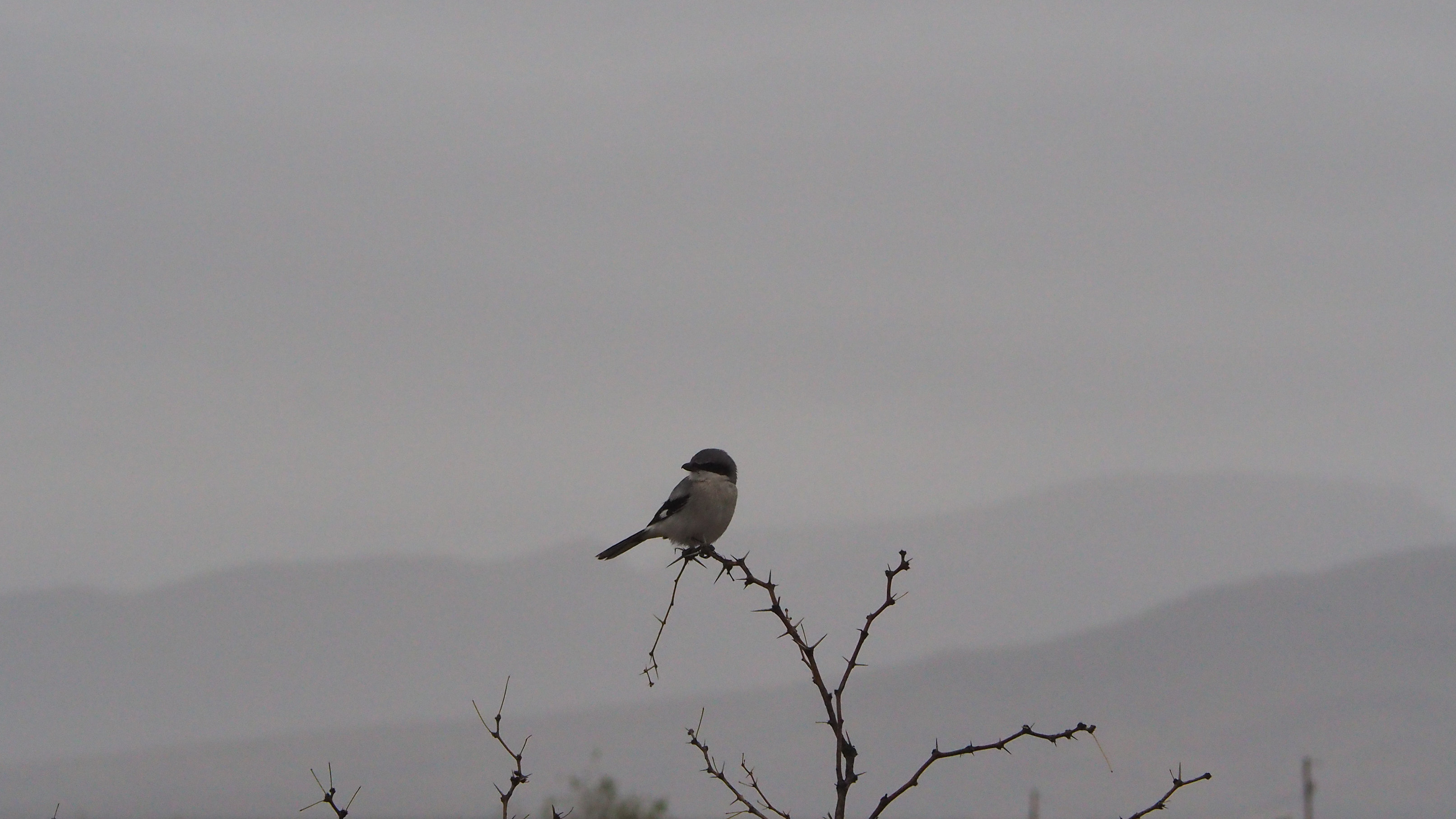 Bless each thing on earth until it sickens,