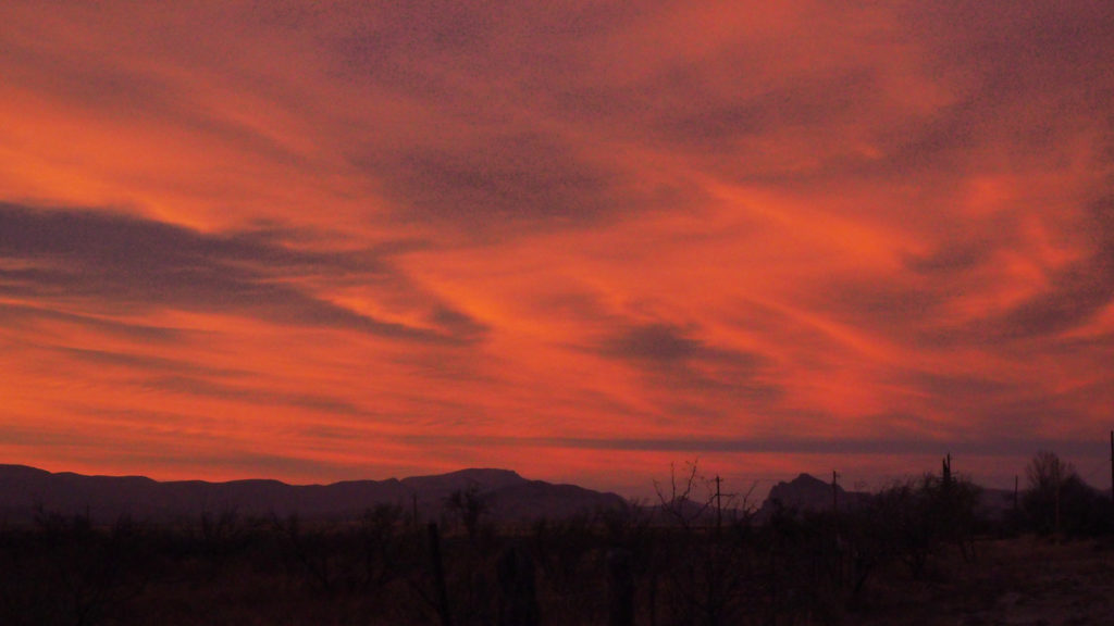 with a flashlight in its mouth