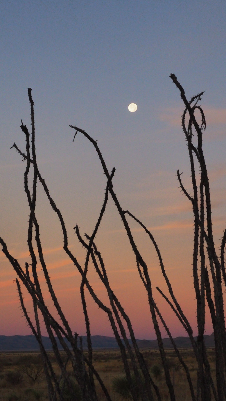 Isolate landscape. World’s grip.