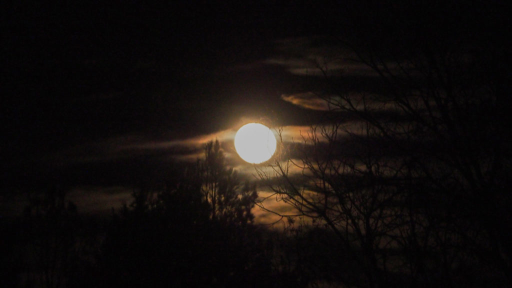 An eagle rejoices in the oak trees of heaven, —James Wright