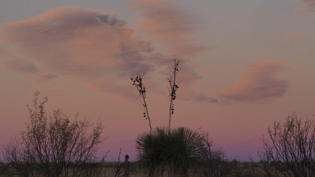 The honest lover of the diamondback