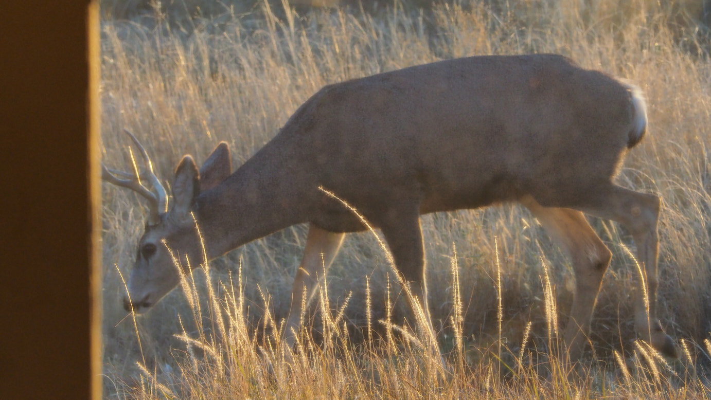 or. The deer, nearly / Color blind, see blue