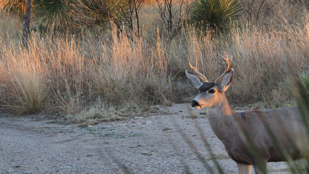 Blue than we know, a blue —Katharine Coles