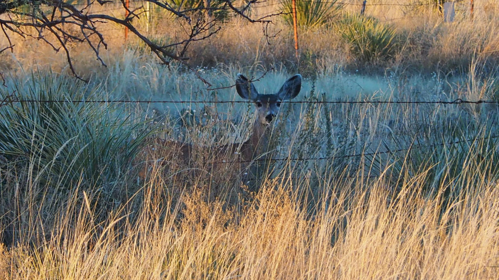 of the far fields of the stars, the morning came,
