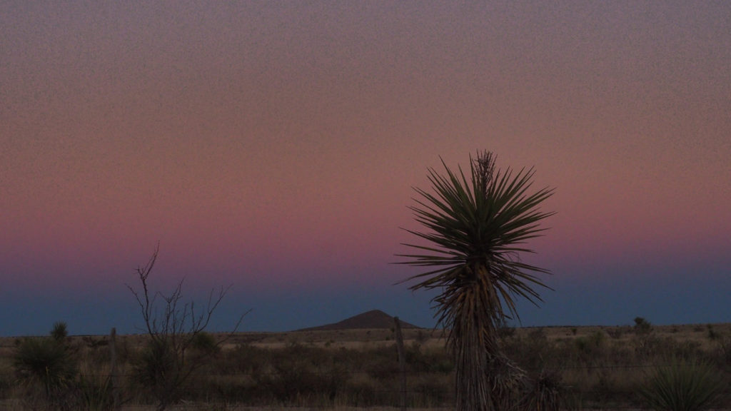 little skulls bloom on