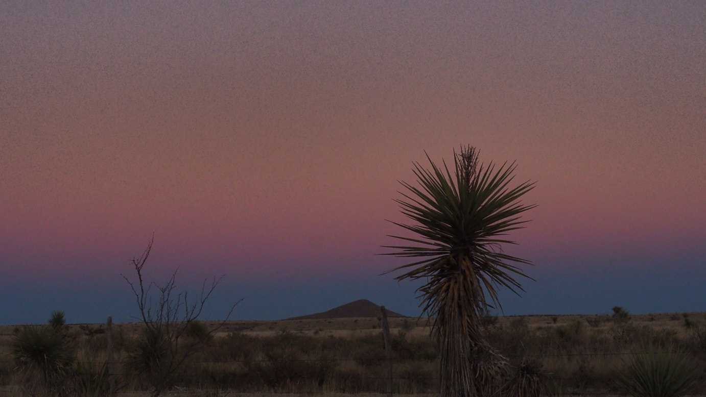 Evening is the stalk