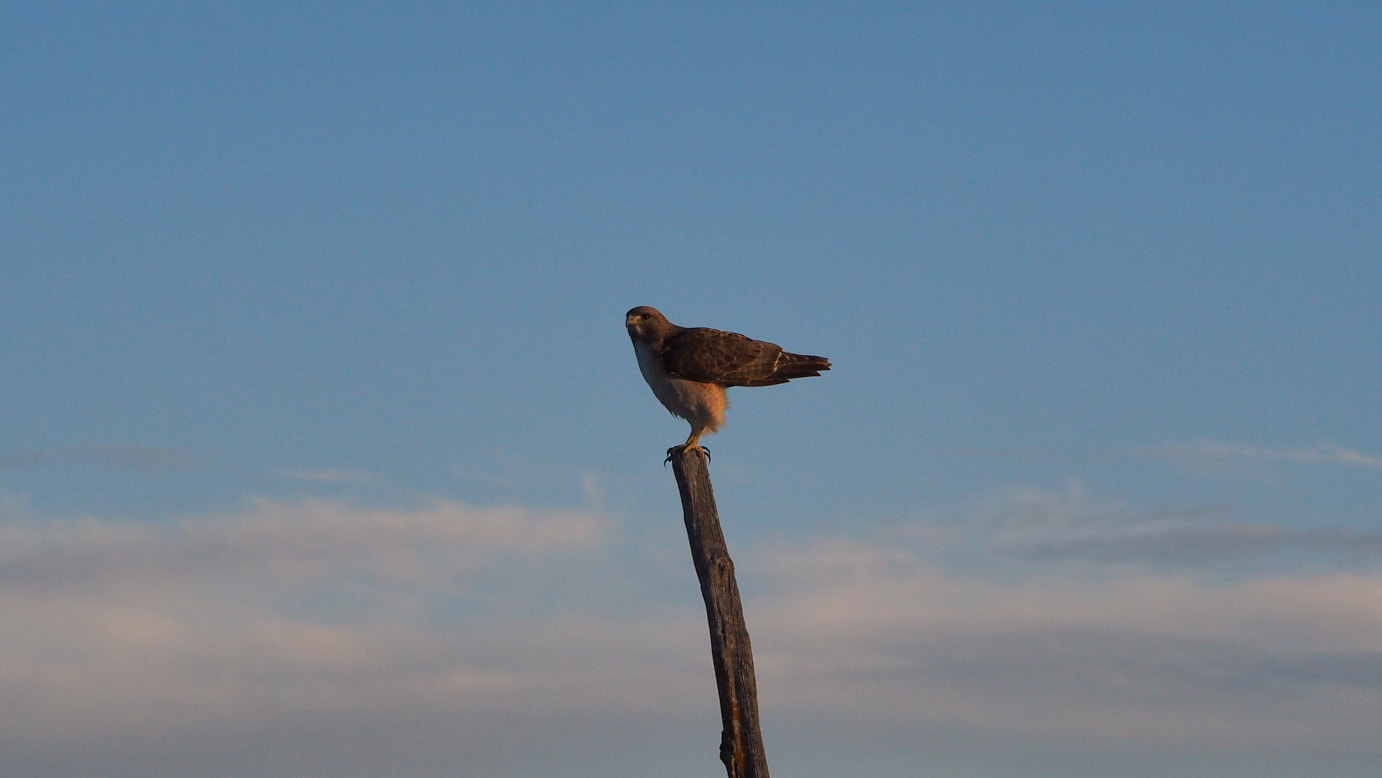 It seems / our own impermanence is concealed from us.