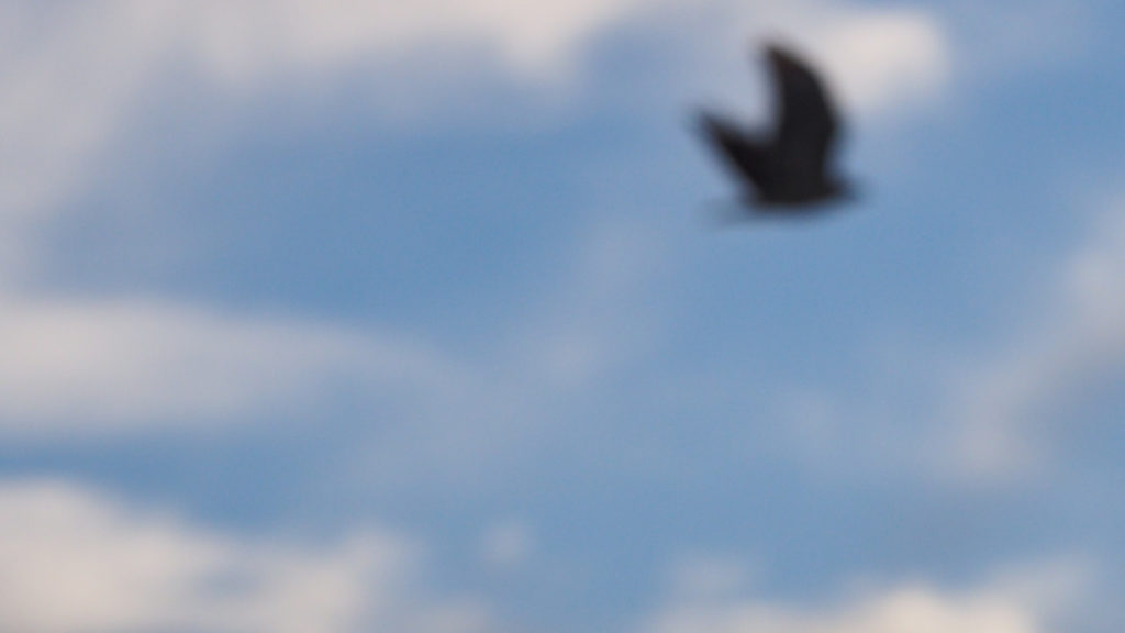 partly with unspeakable hope. —Rainer Maria Rilke, translated by Joanna Macy and Anita Barrows