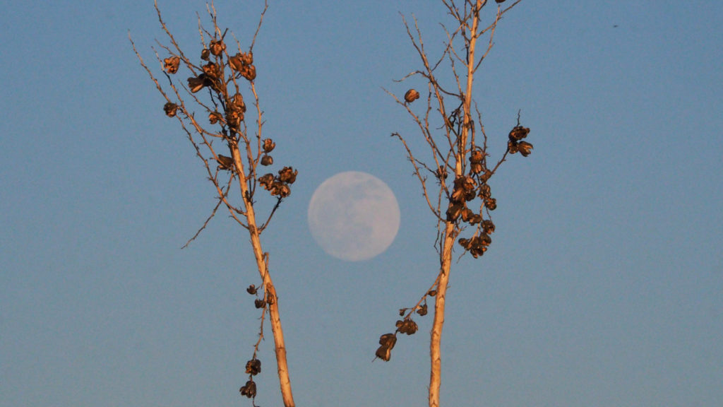 but I know it does not resemble