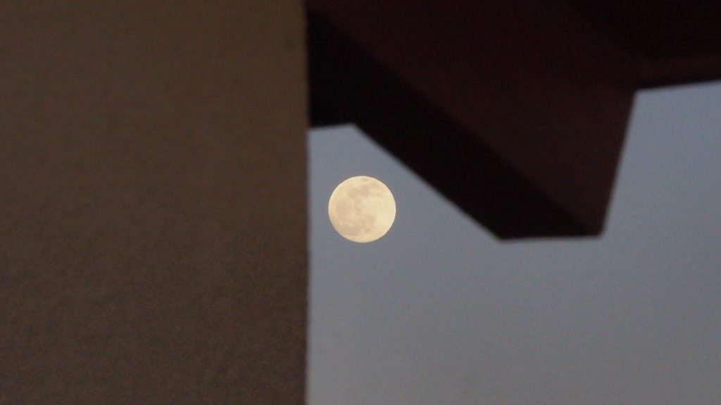 any star —Zbigniew Herbert, translated by Czesław Miłosz and Peter Dale Scott