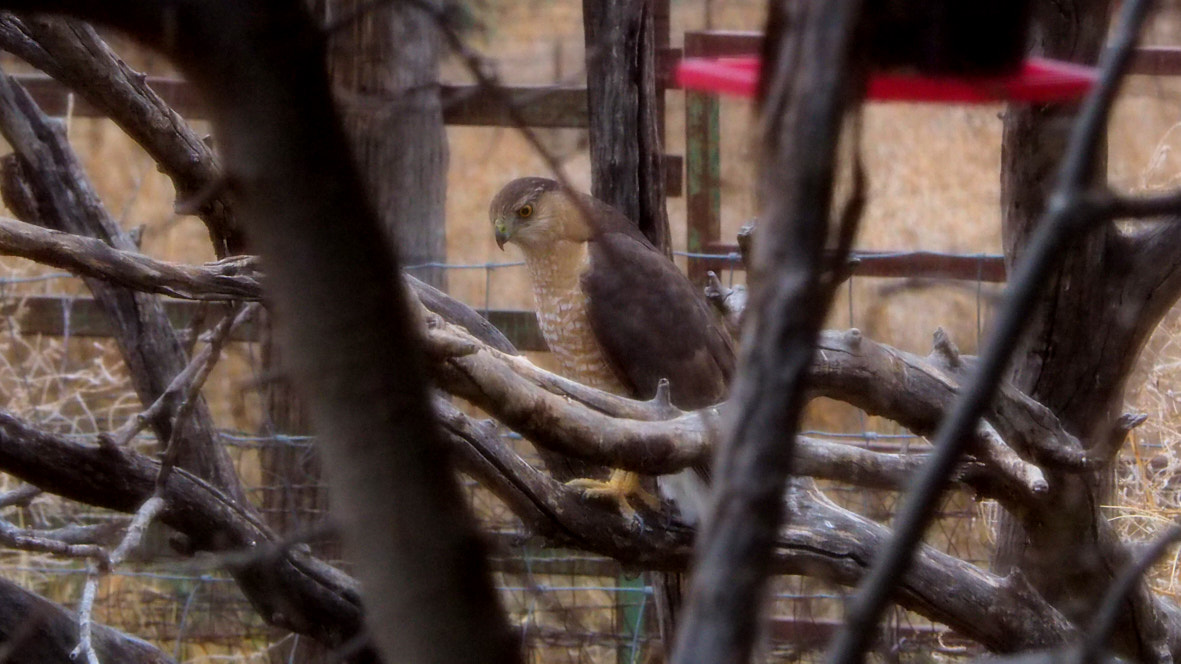 What was that sound that came in on the dark?