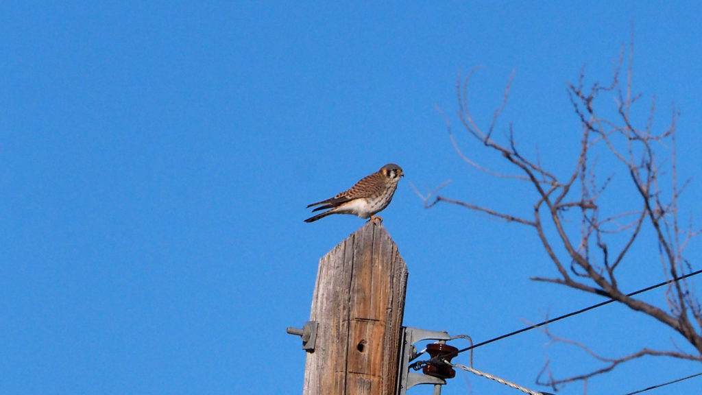 out of nothing. The first sky