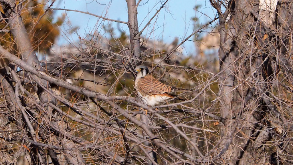 is inside you, open —Li-Young Lee