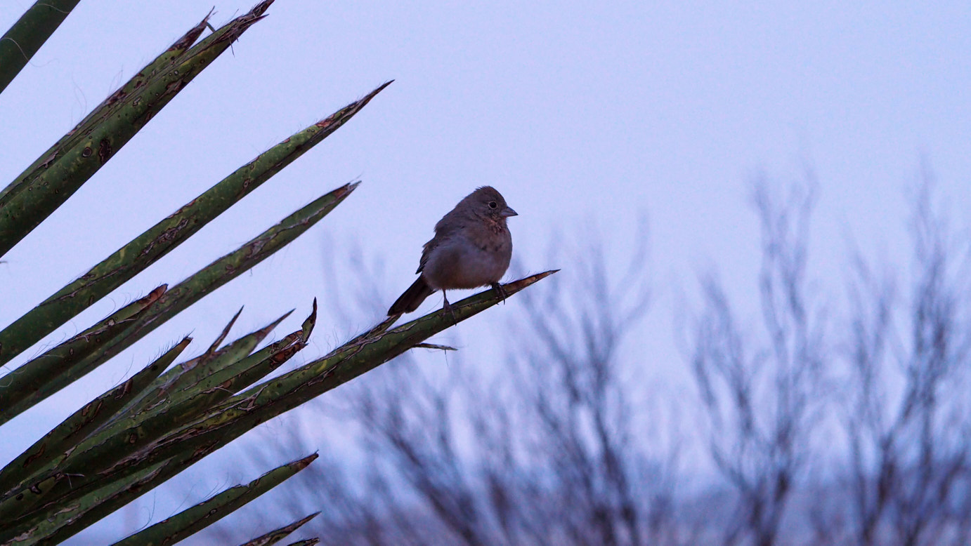 And because you’re not an antelope or a dog