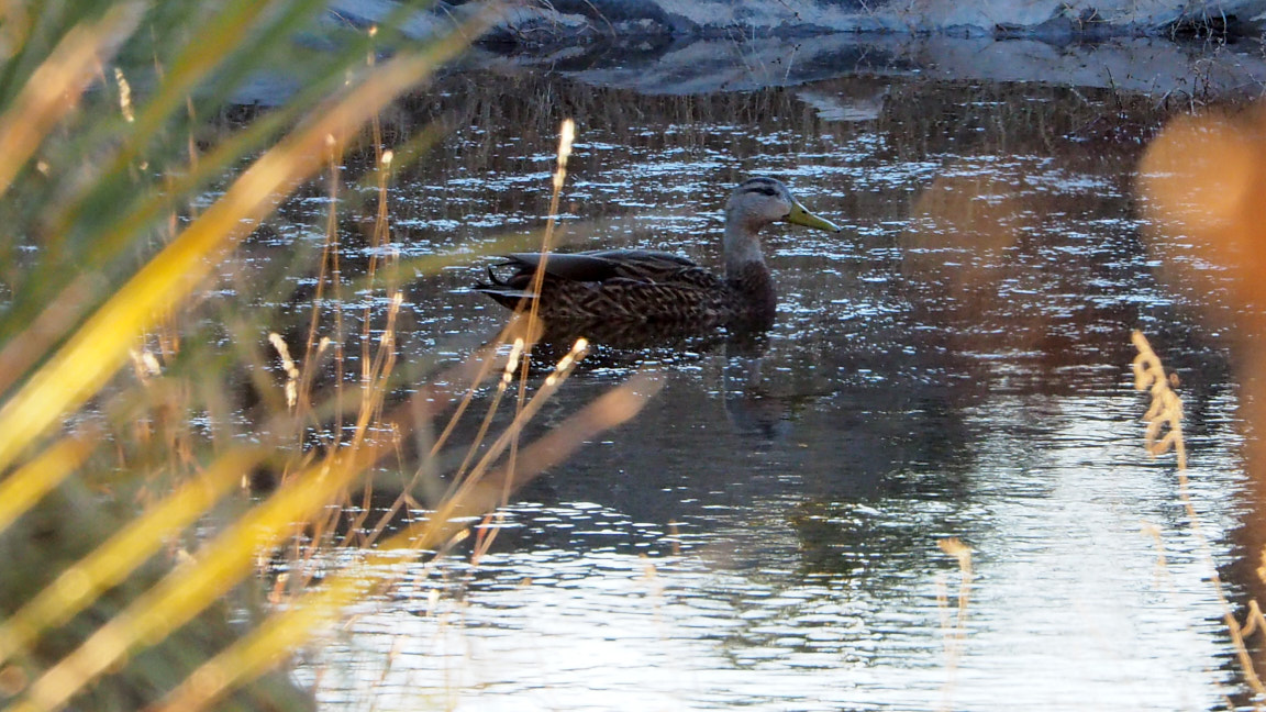 A sleepless night that gives others a headache