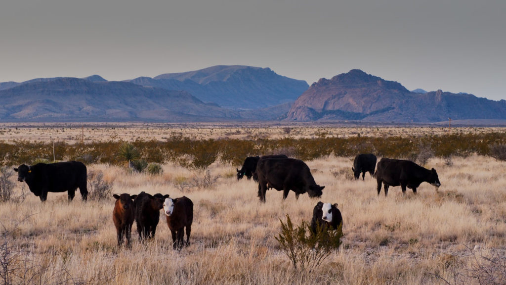 left out as much as anything else. —Nickole Brown