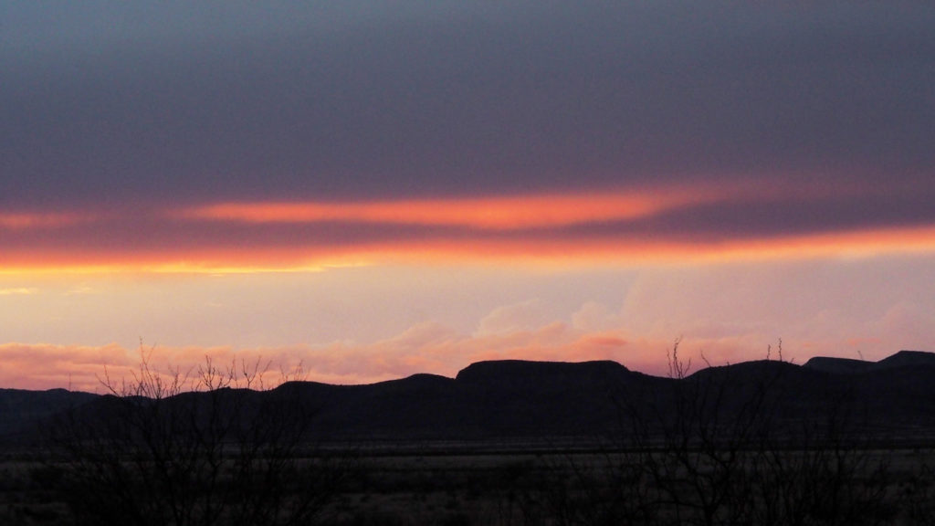 Even the smallest insects are singing, vibrating their entire bodies,