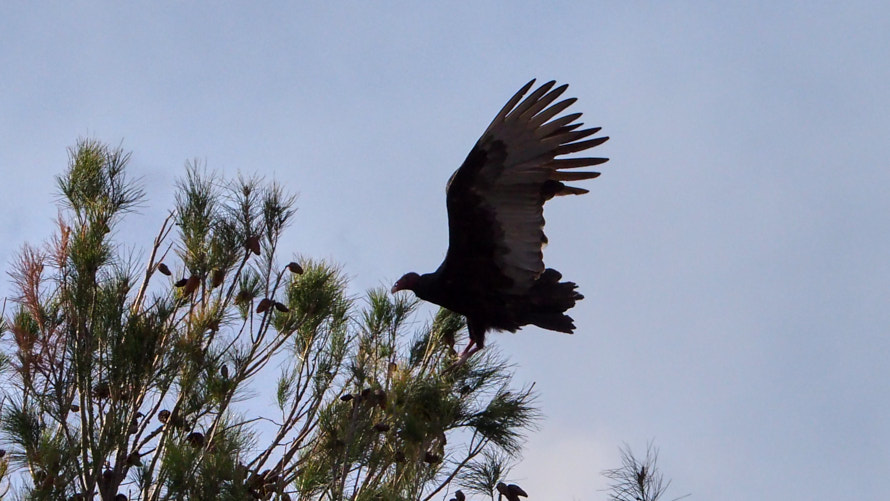 just this morning a vulture