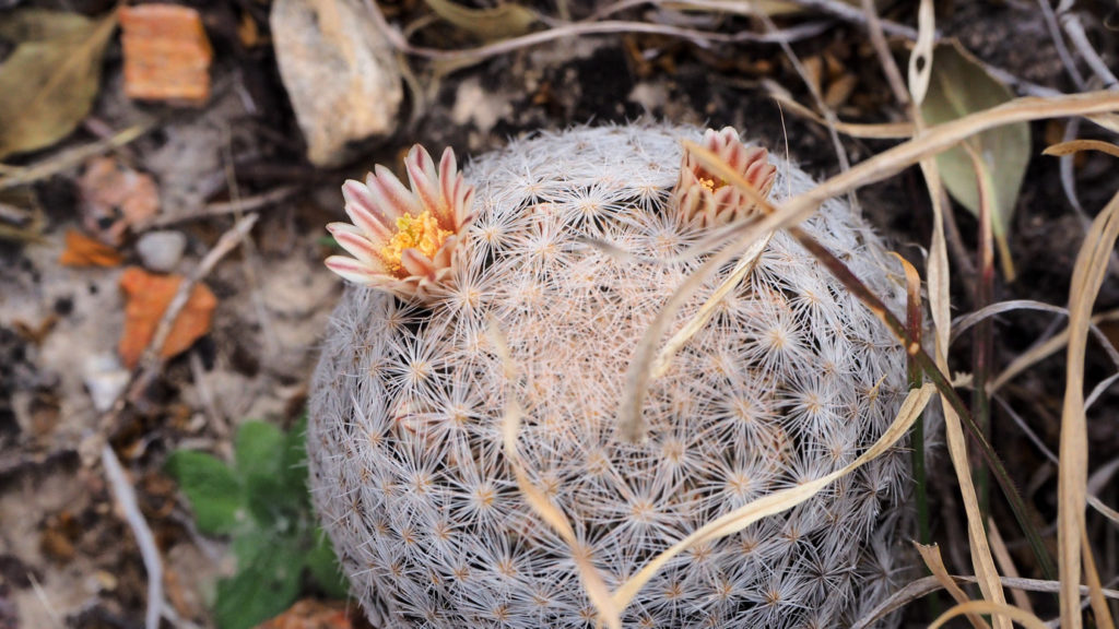 of everything, but now I’m a kind of pin