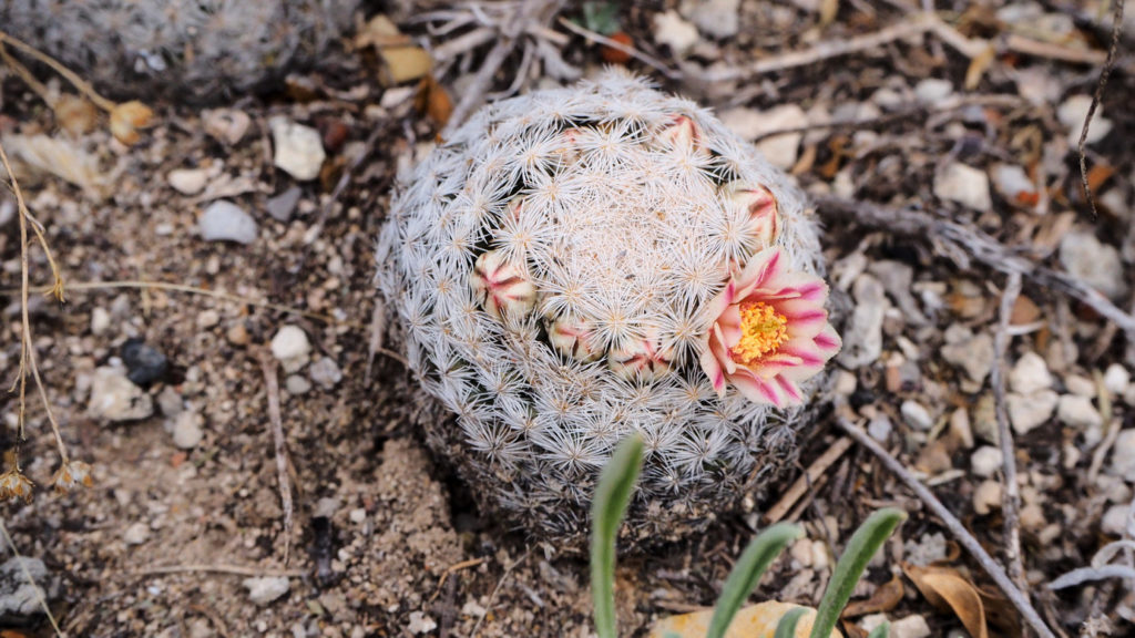 prized for crucifying wings, fringing cilia