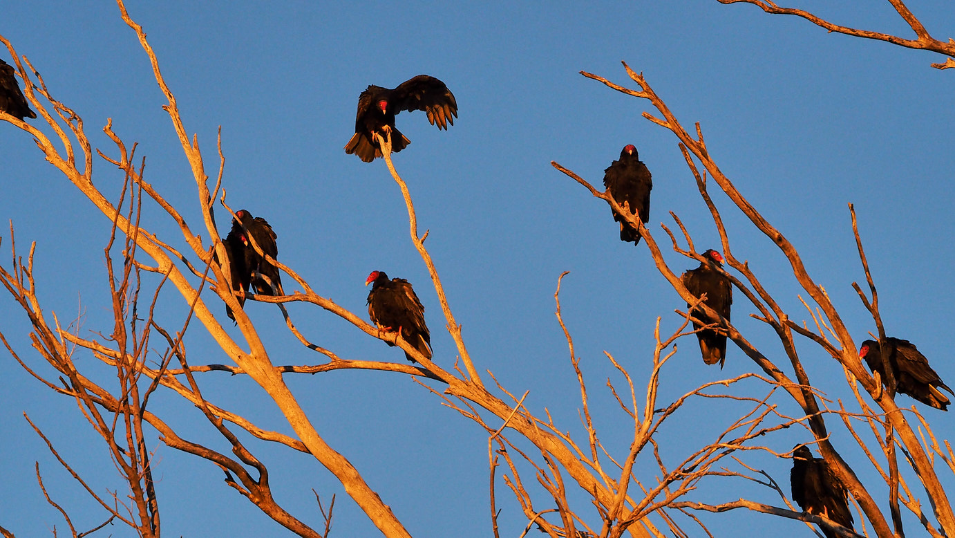 together with marvels and follies