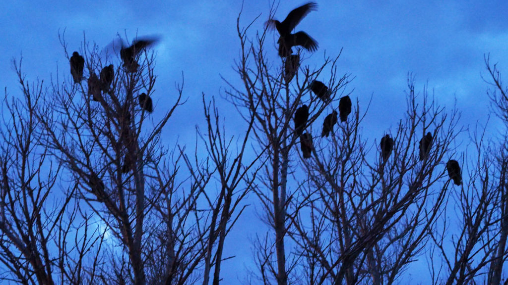 and present, swaying the mast? —Joseph Brodsky