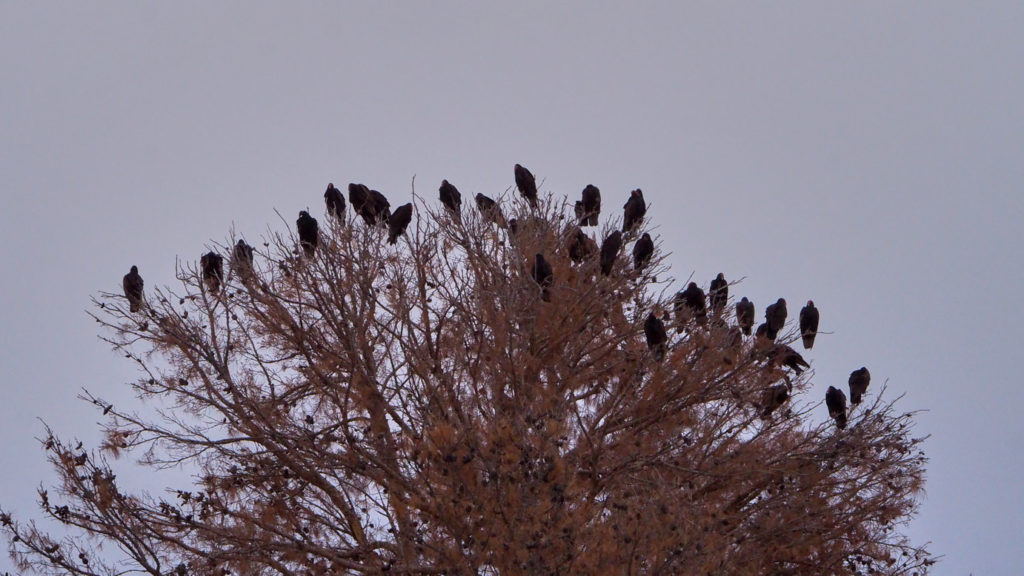 I hoped for you before –