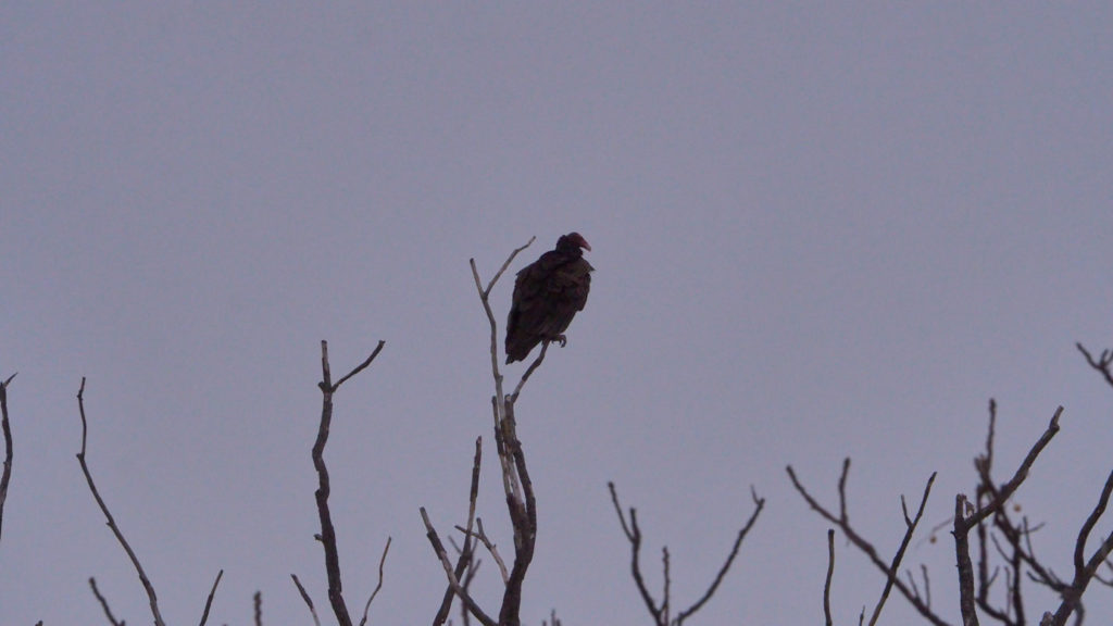 Put down your Hat –