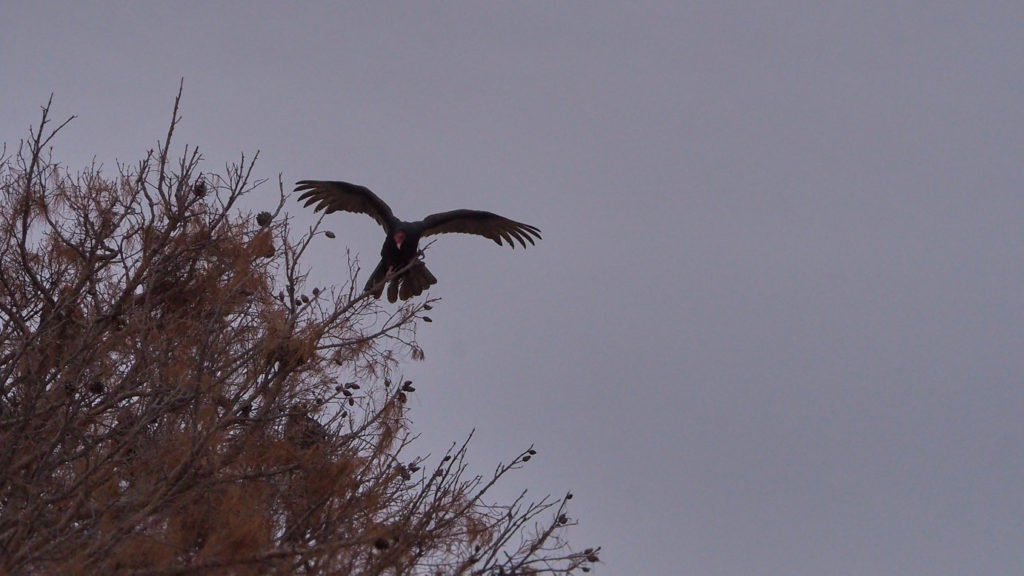 You must have walked –