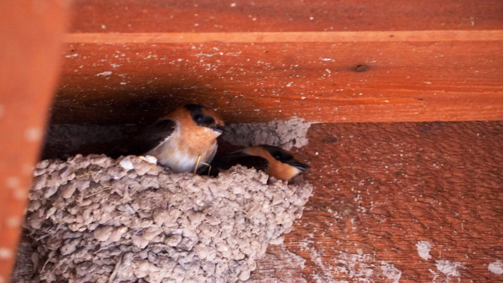 Joy Joy Joy  —Jenny George