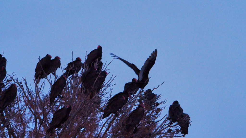 me the first morsel. From their delicate