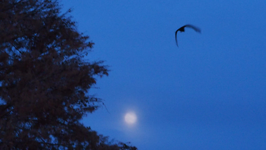 such delicate talons. They loved me so deeply —Gabrielle Calvocoressi