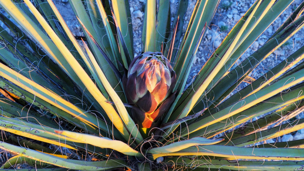 in a white room and the curtain fluttered.