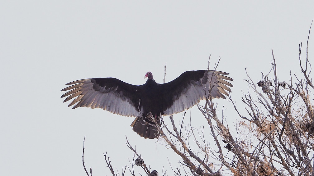 I want to be there, ambassador