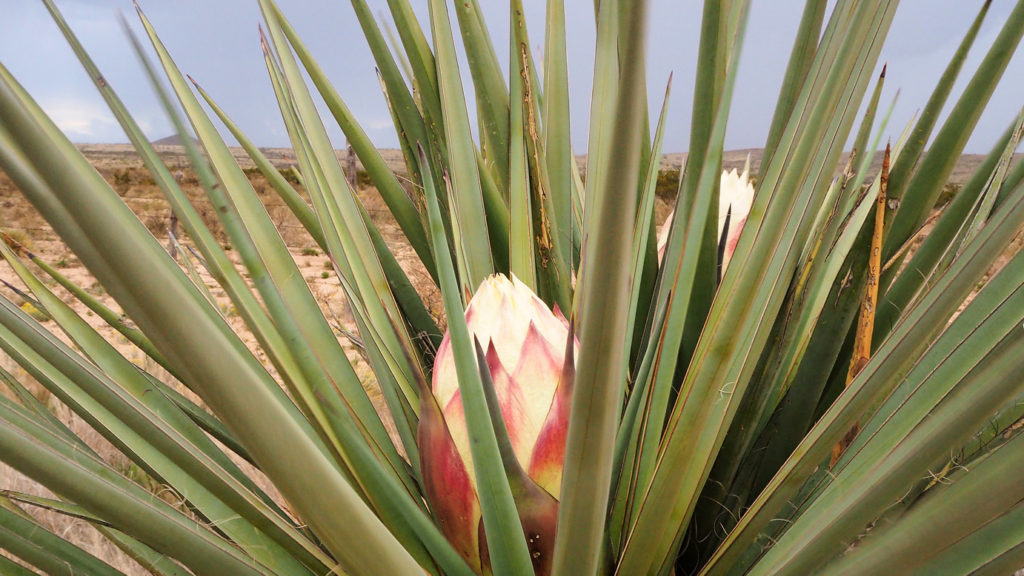 to breathe their smothered, secret