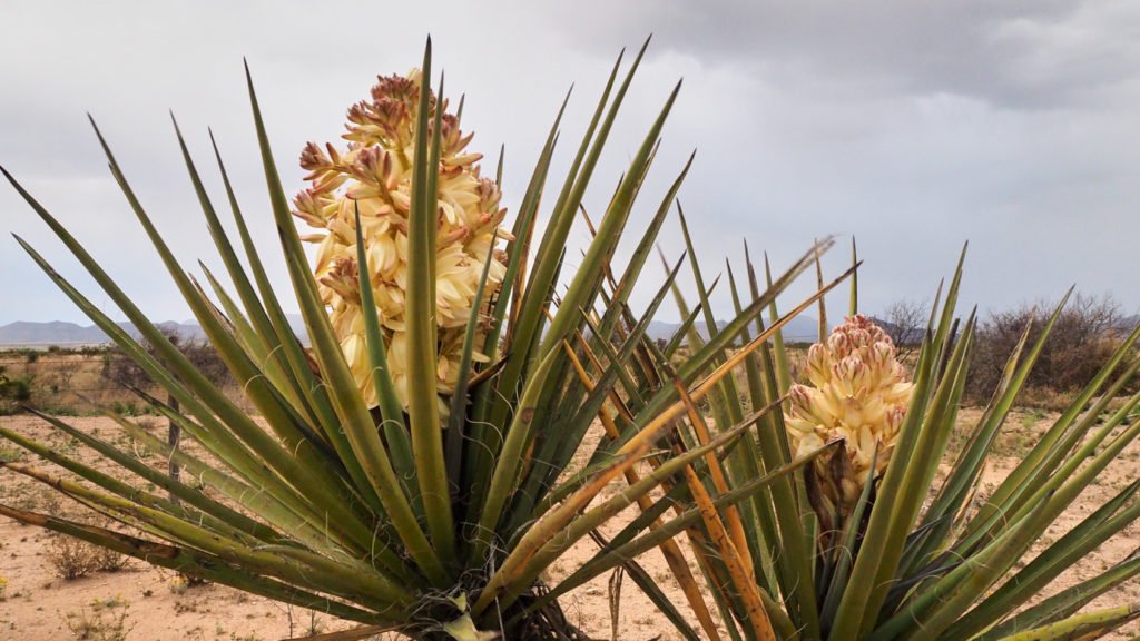 odors. Today I am falling, falling, —James Tate