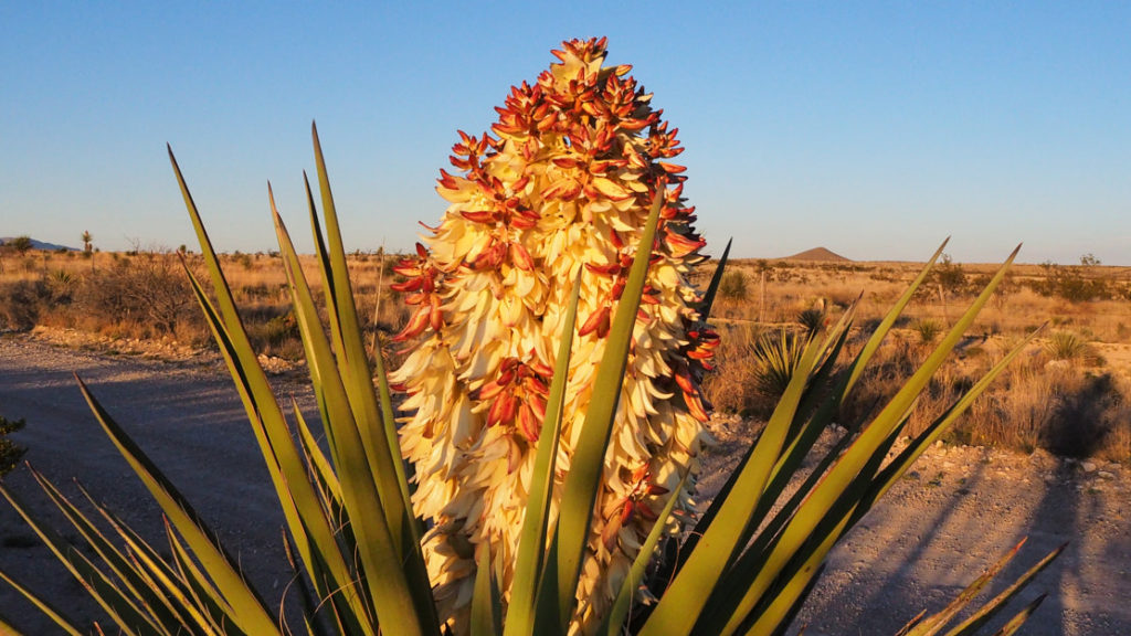 That come to earth to stay,