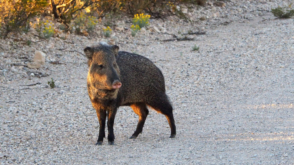 of a hollow tree, a seed bank or blast-proof bunker,
