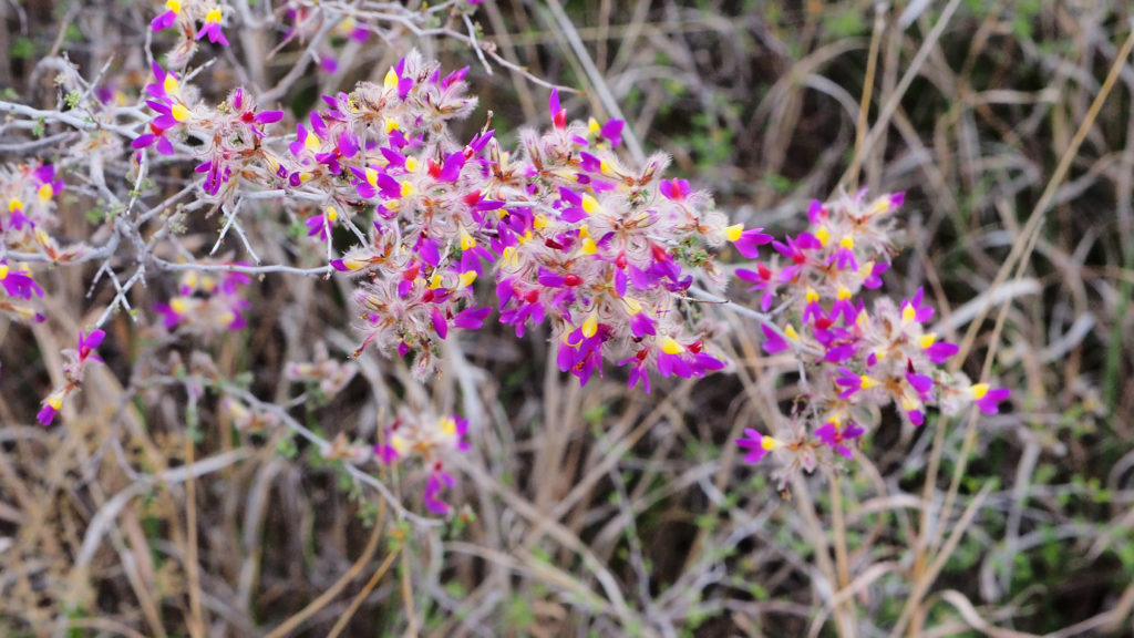 the found world surprises—