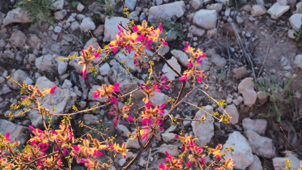 of birds I’ve talked to all of my life, the dogs