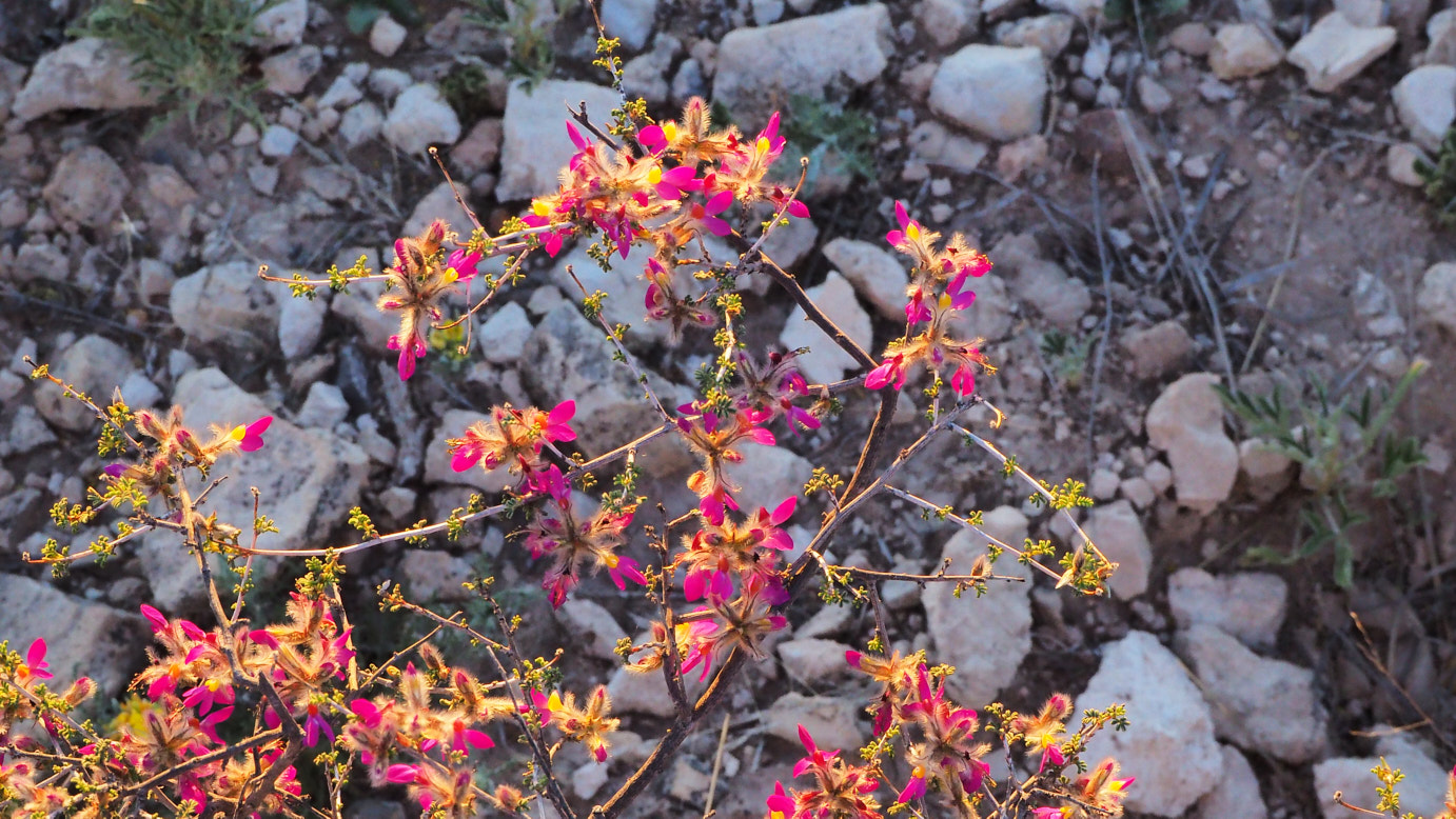 the primrose growing out of a cow skull, the thousands