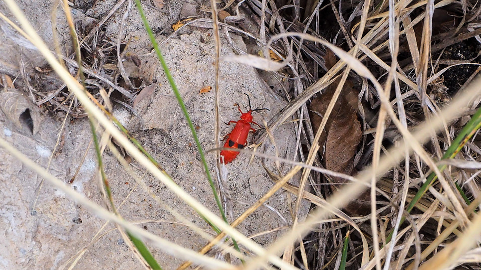 Show me / the detail, the intricate embroidery