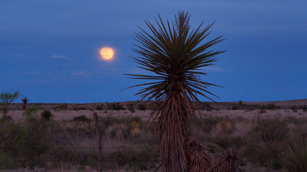 And we dream only what has already been. —Tracy K. Smith