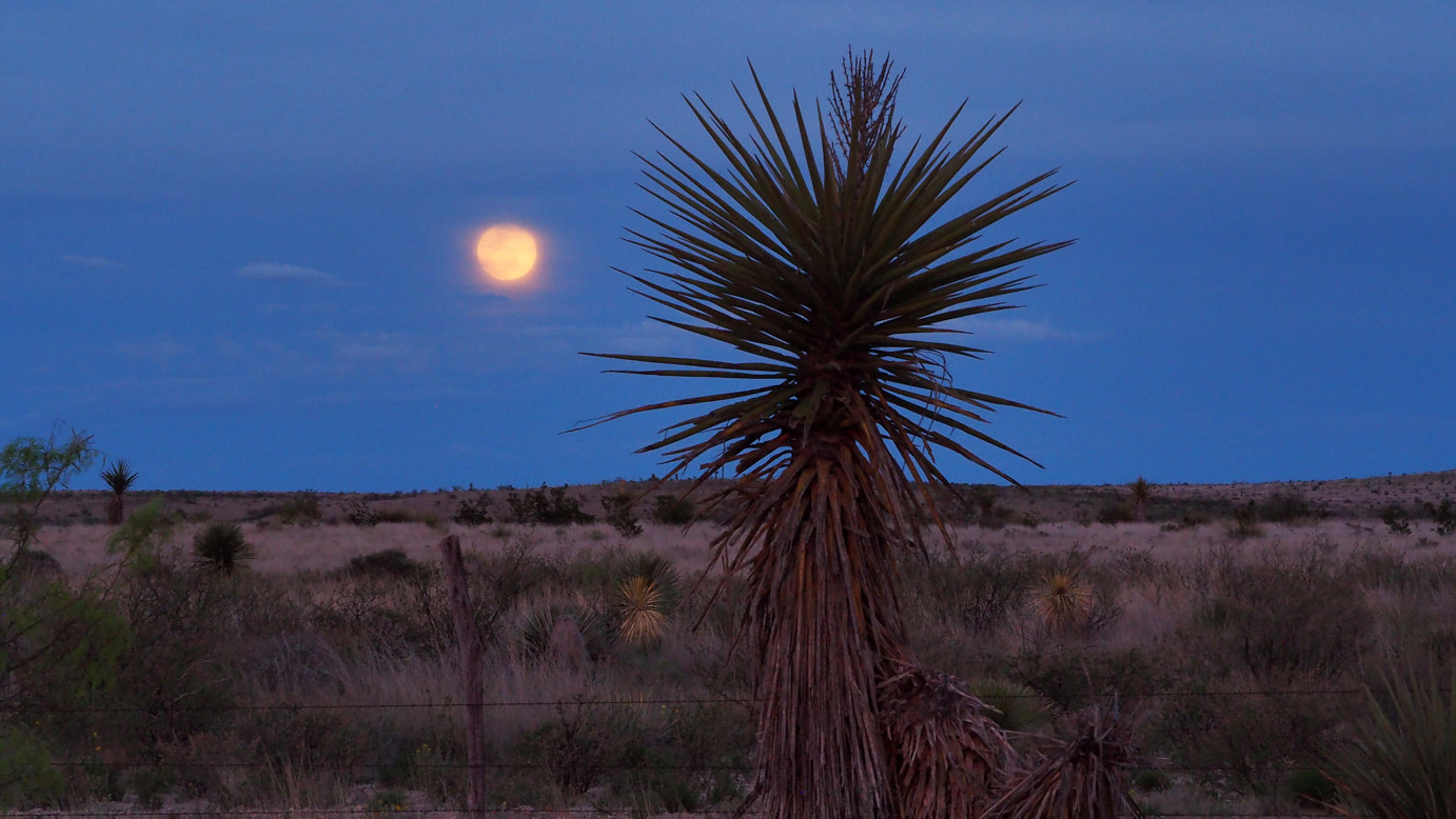 Maybe desire is nothing but memory,