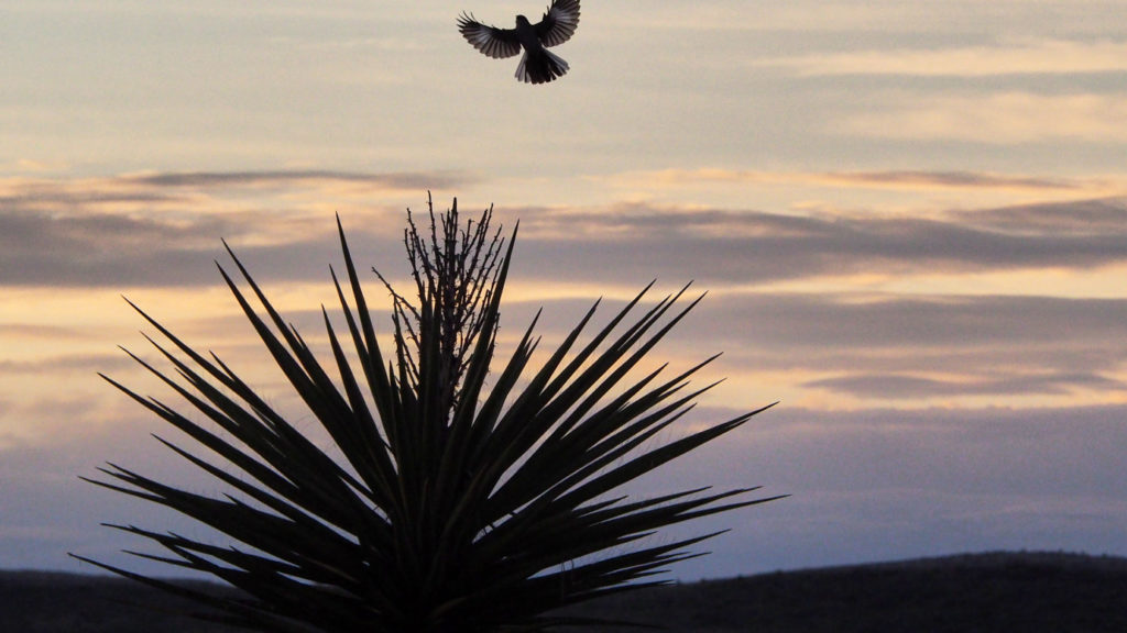 Shoot the moon right between the eyes