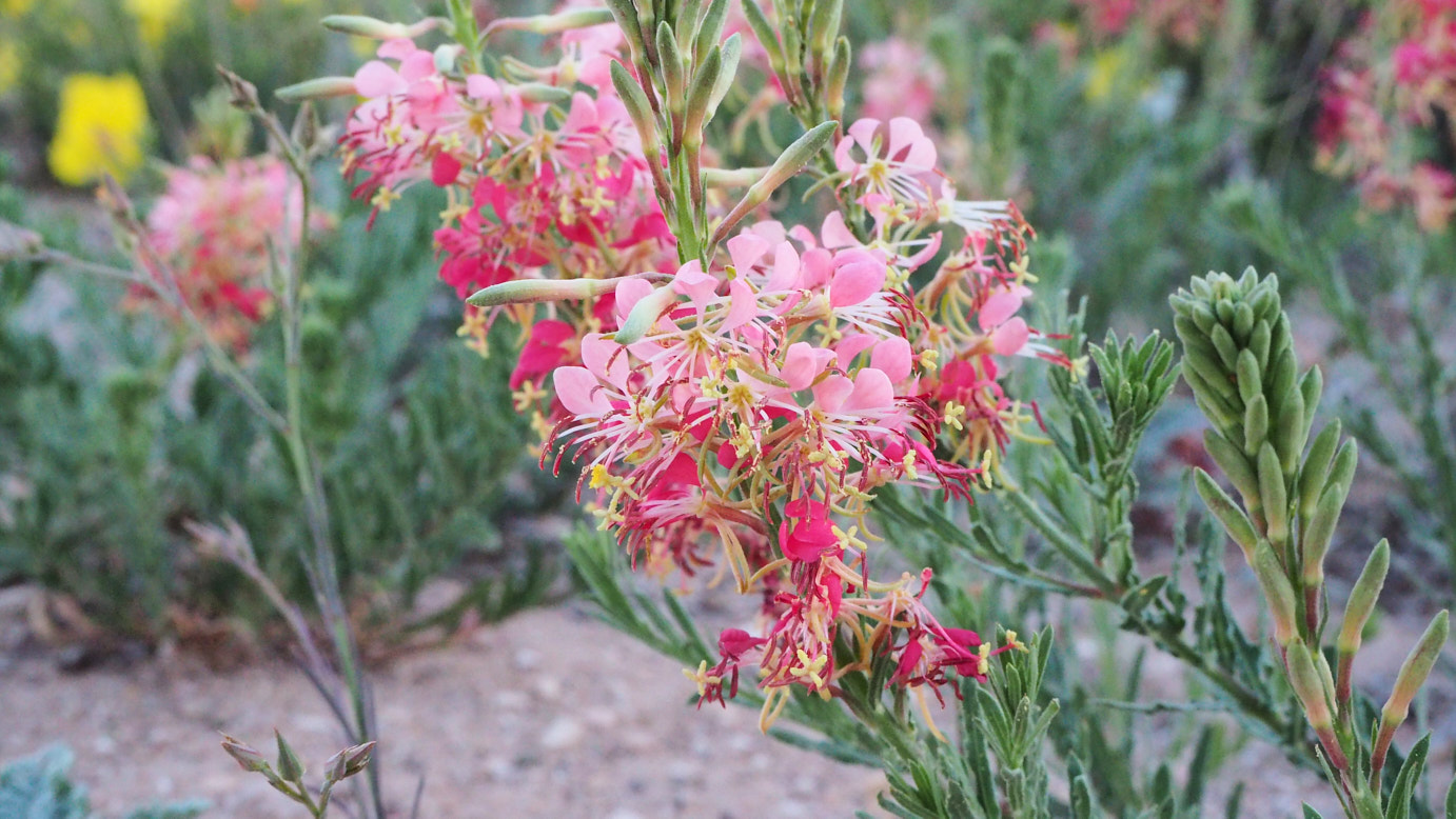 If this were Tennessee and across that river, Arkansas,