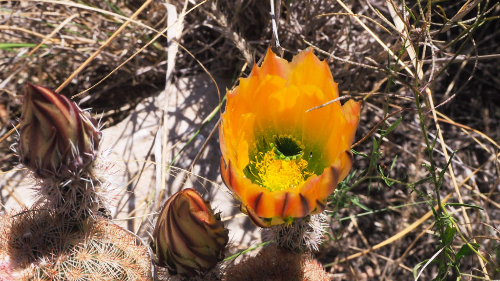 under the ancient trees, lay ourselves down again and again