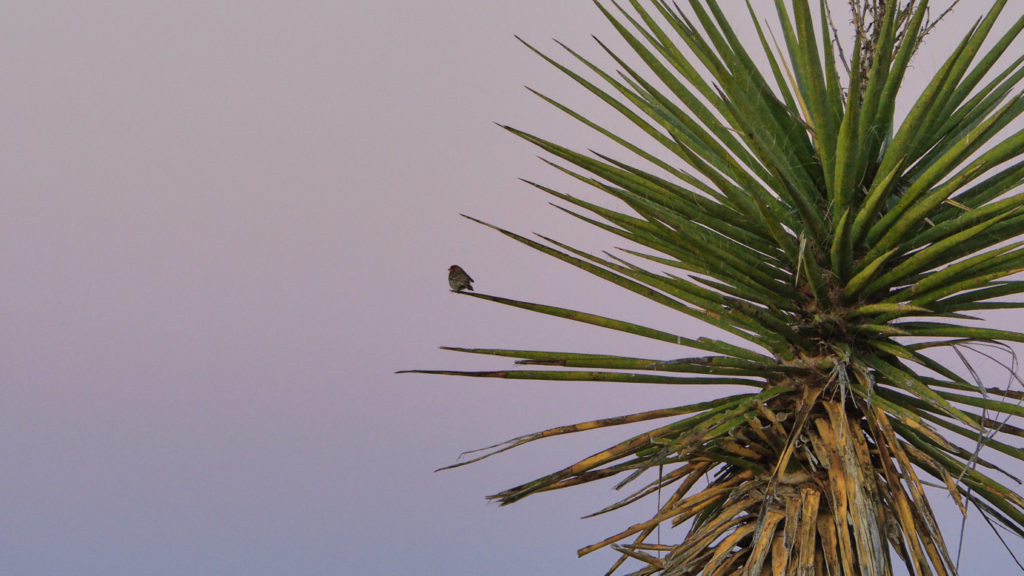 among the flowers, and look up into the sky. —Rainer Maria Rilke, translated by Edward Snow
