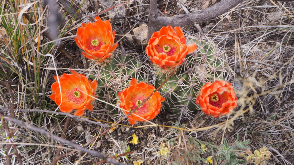 these blossoms open,